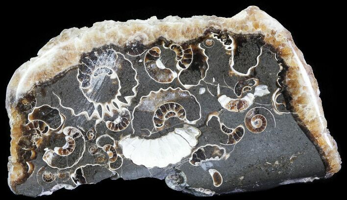 Polished Ammonite Fossil Slab - Marston Magna Marble #63836